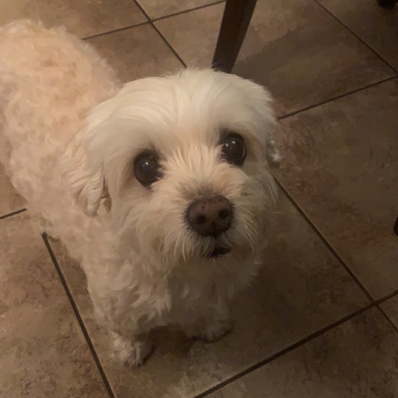 Meet your Posher, Alyna - Picture 1 of 1